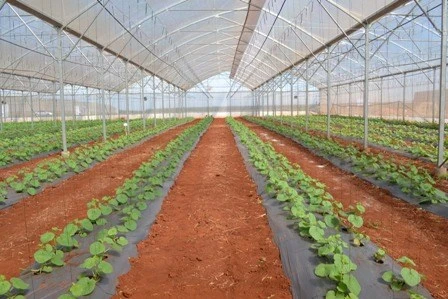 Impulsa ciudad vietnamita la cooperación agrícola con Nueva Zelanda