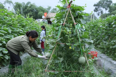 Resaltan en Vietnam eficiente uso de préstamos extranjeros para desarrollo agrícola