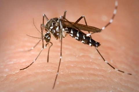 Tailandia enfrenta el dengue con nuevo dispositivo contra los mosquitos