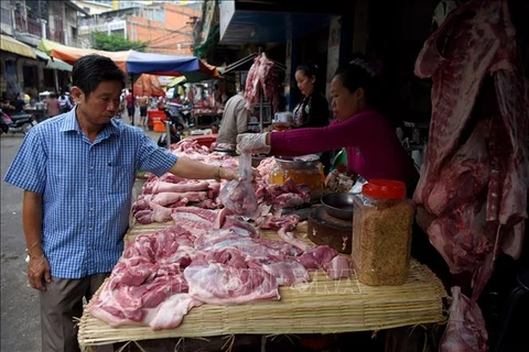 Avanza en Camboya epidemia de peste porcina africana