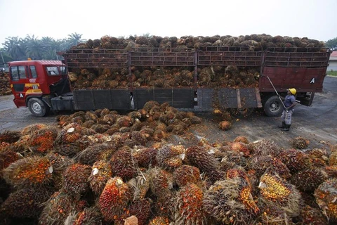 Presentará Malasia queja contra la UE ante la OMC por recortes al empleo del aceite de palma 
