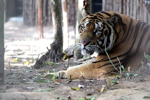 Alertan en Vietnam sobre la creciente comercialización ilegal del tigre