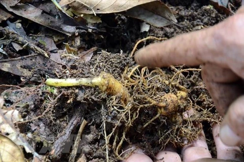 Provincia vietnamita se empeña en elevar valor del ginseng Ngoc Linh