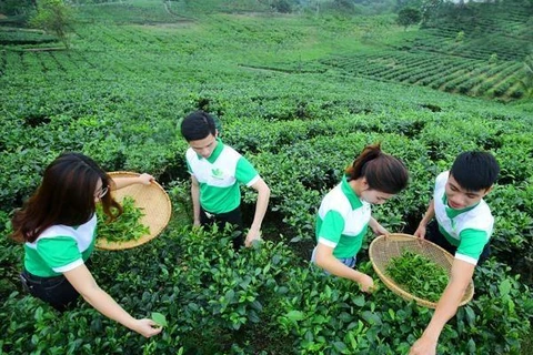 Comunidad empresarial de Vietnam busca encaminarse hacia desarrollo sostenible