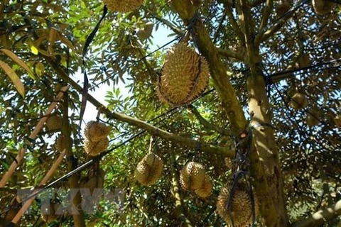 Se convierte Tailandia en mayor exportador mundial de durián