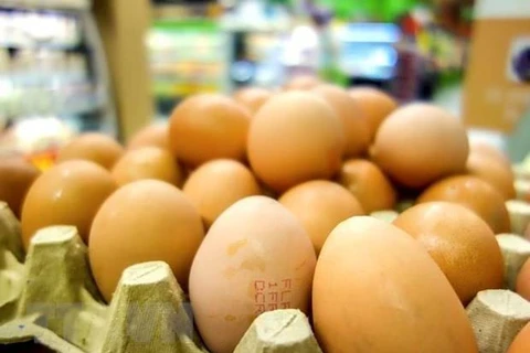 Eliminan Indonesia millones de huevos para apuntalar los precios del pollo 
