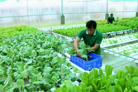 Invierte Vietnam más de 1,5 mil millones de dólares para desarrollar agricultura orgánica