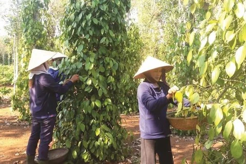 Registran las exportaciones de pimienta vietnamita a Europa resultados positivos