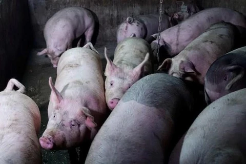 Sacrifican en Tailandia cientos de cerdos para prevenir expansión de peste porcina africana