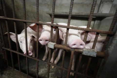 Se extiende Peste Porcina Africana en Filipinas
