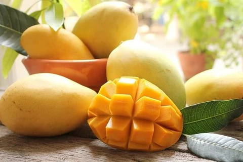 Promueven introducir el mango vietnamita de Hoa Loc en Corea del Sur