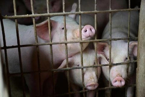 Declaran 24 provincias de Tailandia estado de alerta por peste porcina africana 