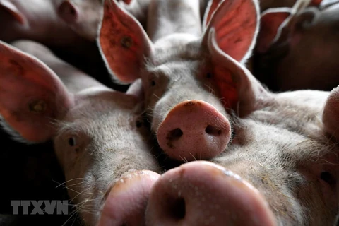 Reportan en Timor Leste brotes de la Peste Porcina Africana