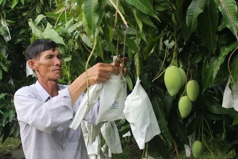 Seis frutas frescas de Vietnam conquistan mercado global 