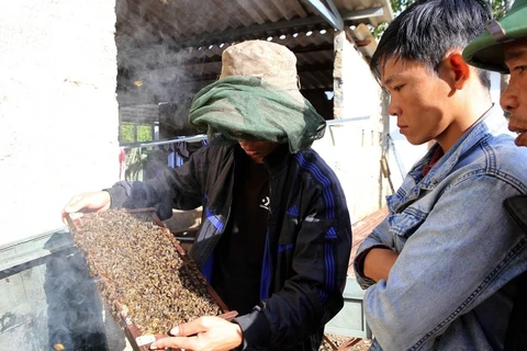 Busca provincia vietnamita impulsar cultivo de plantas medicinales con apoyo de Estados Unidos