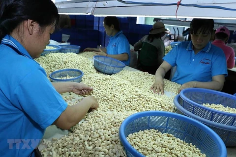 Aumenta Vietnam sus exportaciones de anacardo a China