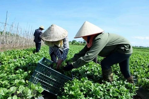 Evalúa Vietnam 15 años de economía colectiva