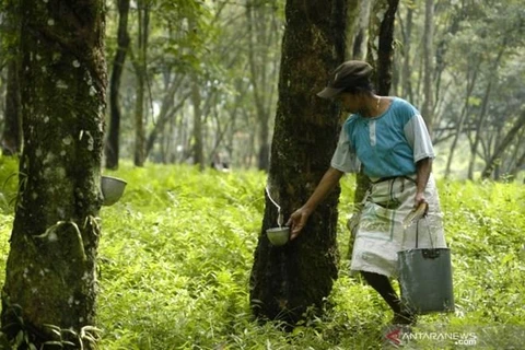 Destina Tailandia 798 millones de dólares para subsidios a productores de caucho
