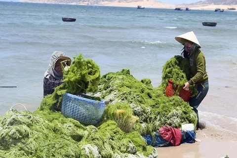 Proyectan Vietnam y Corea del Sur hacia una economía verde