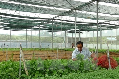 Afirman que provincia vietnamita de Dak Lak necesita dirección clara para la agricultura orgánica
