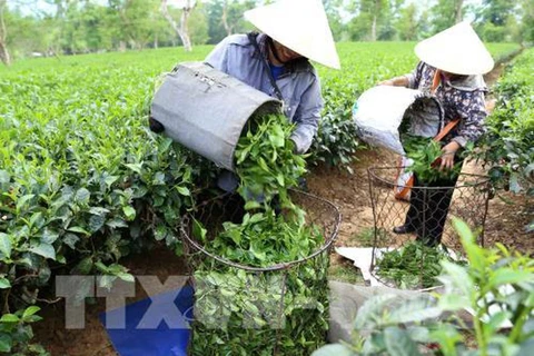 Aumentaron más del 14 por ciento las exportaciones vietnamitas de té 