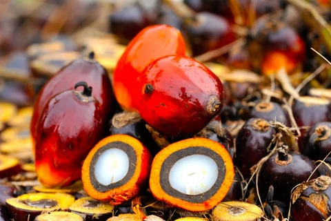 Reanuda la India importaciones de aceite de palma de Malasia