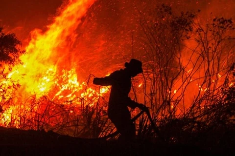 Impone Indonesia pago de compensación multimillonaria a culpables de incendios forestales