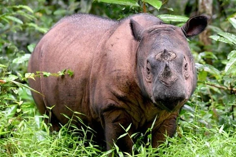  Muere el último rinoceronte de Sumatra en Malasia