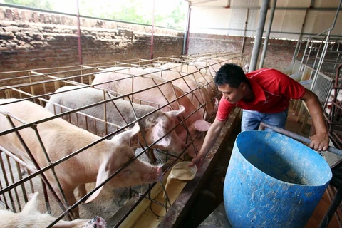 Efectúan en Vietnam conferencia de Asia-Pacífico sobre peste porcina africana