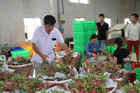 Provincia vietnamita espera incrementar exportaciones agrícolas a China