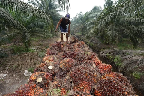  Indonesia presenta demanda al OMC contra la UE por su política sobre aceite de palma
