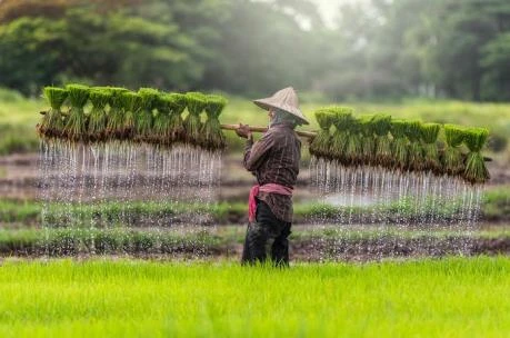 Prevén grandes inversiones estadounidense en agricultura de Camboya
