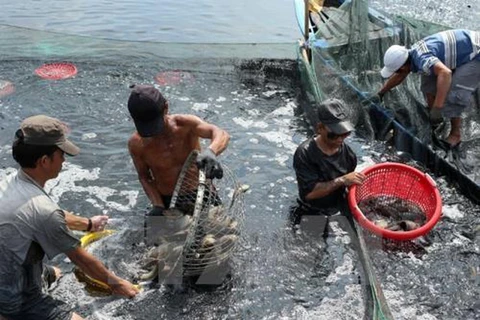 Alcanza sector acuícola de Vietnam logros alentadores en 2019