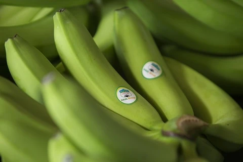 Exporta empresa vietnamita primer lote de plátano cultivado en Camboya