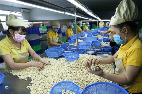 En alza exportaciones de anacardo de Vietnam en 2019