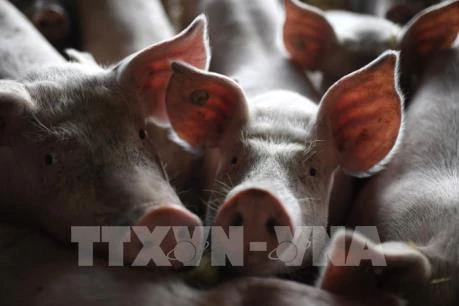 Se extiende peste porcina africana en Indonesia