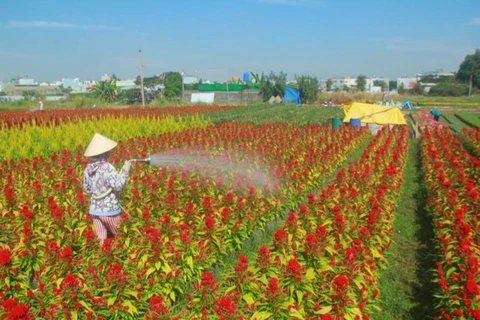 Ocupadas aldeas de flores de Ciudad Ho Chi Minh para satisfacer demanda del Tet 