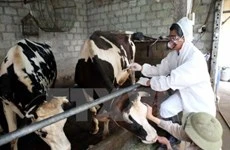 Epidemia de fiebre aftosa del ganado afecta a Tailandia 