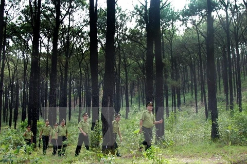 Une Vietnam a la red internacional de gestión forestal sostenible 