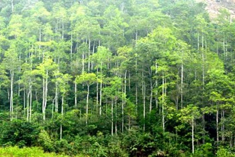 Promulgan en Vietnam estándares nacionales de manejo forestal 