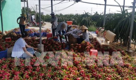 Adopta sector agrícola de Vietnam medidas preventivas ante expansión del nCoV