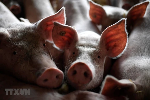 Indonesia: Mueren cientos de cerdos en Bali por una enfermedad misteriosa