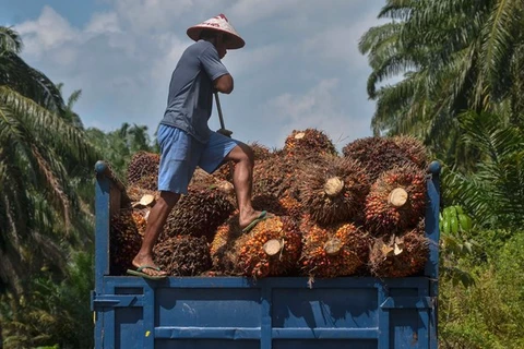 Aumento del consumo interno de Indonesia puede afectar oferta global de aceite de palma