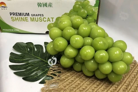 Vietnam se convierte en el mayor importador de uvas surcoreanas