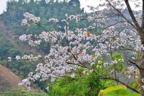 Embellecen flores de bauhinia montañas del noroeste de Vietnam