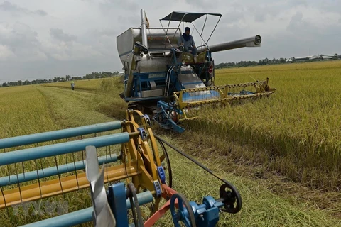 Aspira Tailandia a recuperar el trono mundial de arroz 