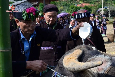 Rito dedicado al búfalo, tradición de la etnia Lu en Vietnam