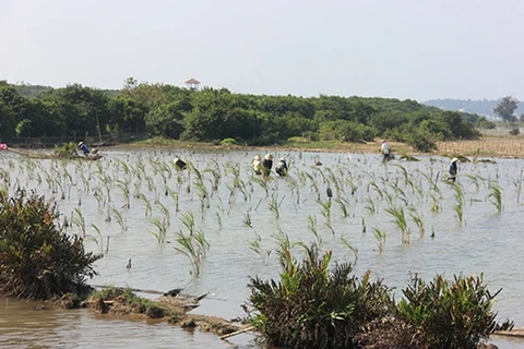 Construirán en Vietnam reserva natural del humedal Tam Giang - Cau Hai