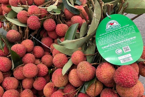 Lichi de Luc Ngan entre los productos típicos de provincia vietnamita de Bac Giang