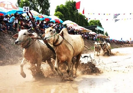 Carrera tradicional de bueyes en Vietnam aspira a convertirse en evento internacional